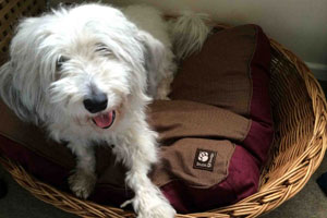 Noah in the Danish Design Heritage Houndstooth Box Duvet